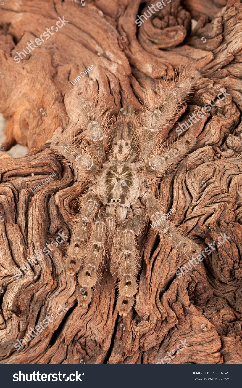 22848 togo starburst tarantula molting