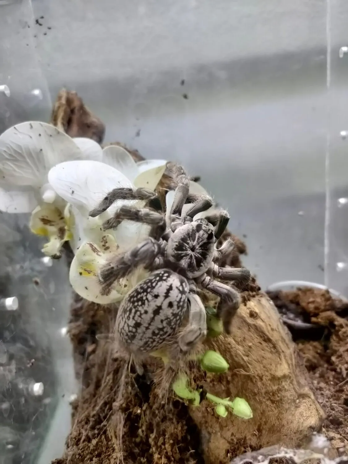 22848 togo starburst tarantula substrate