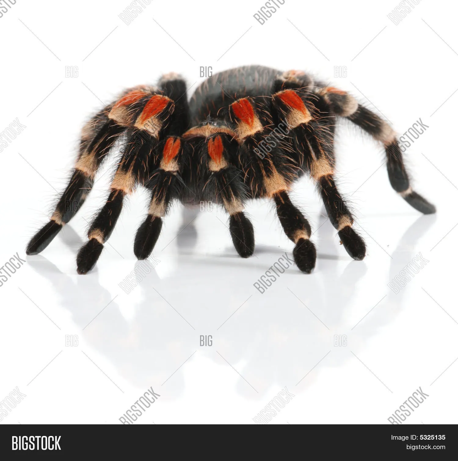 22850 redknee tarantula feeding