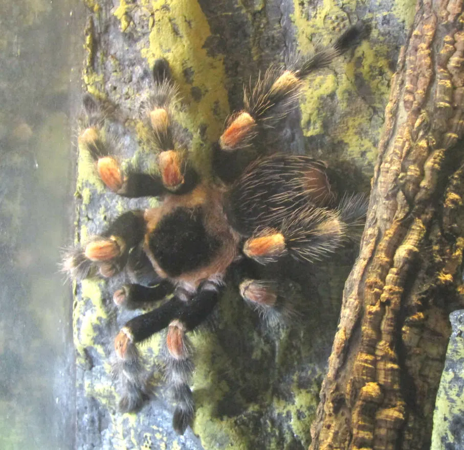 22850 redknee tarantula handling