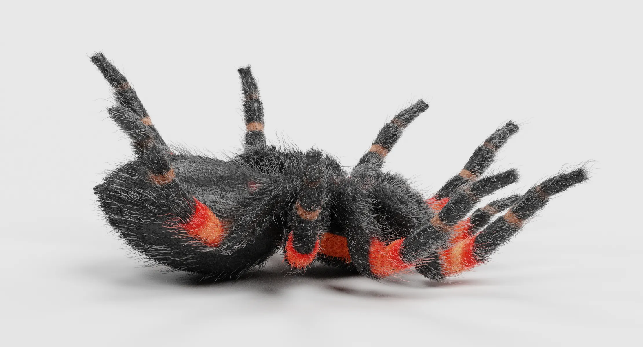 /img/22850-redknee-tarantula-health.webp