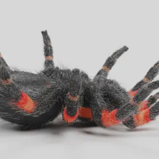 /img/22850-redknee-tarantula-health.webp