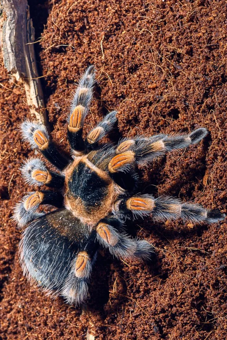 22850 redknee tarantula retailers