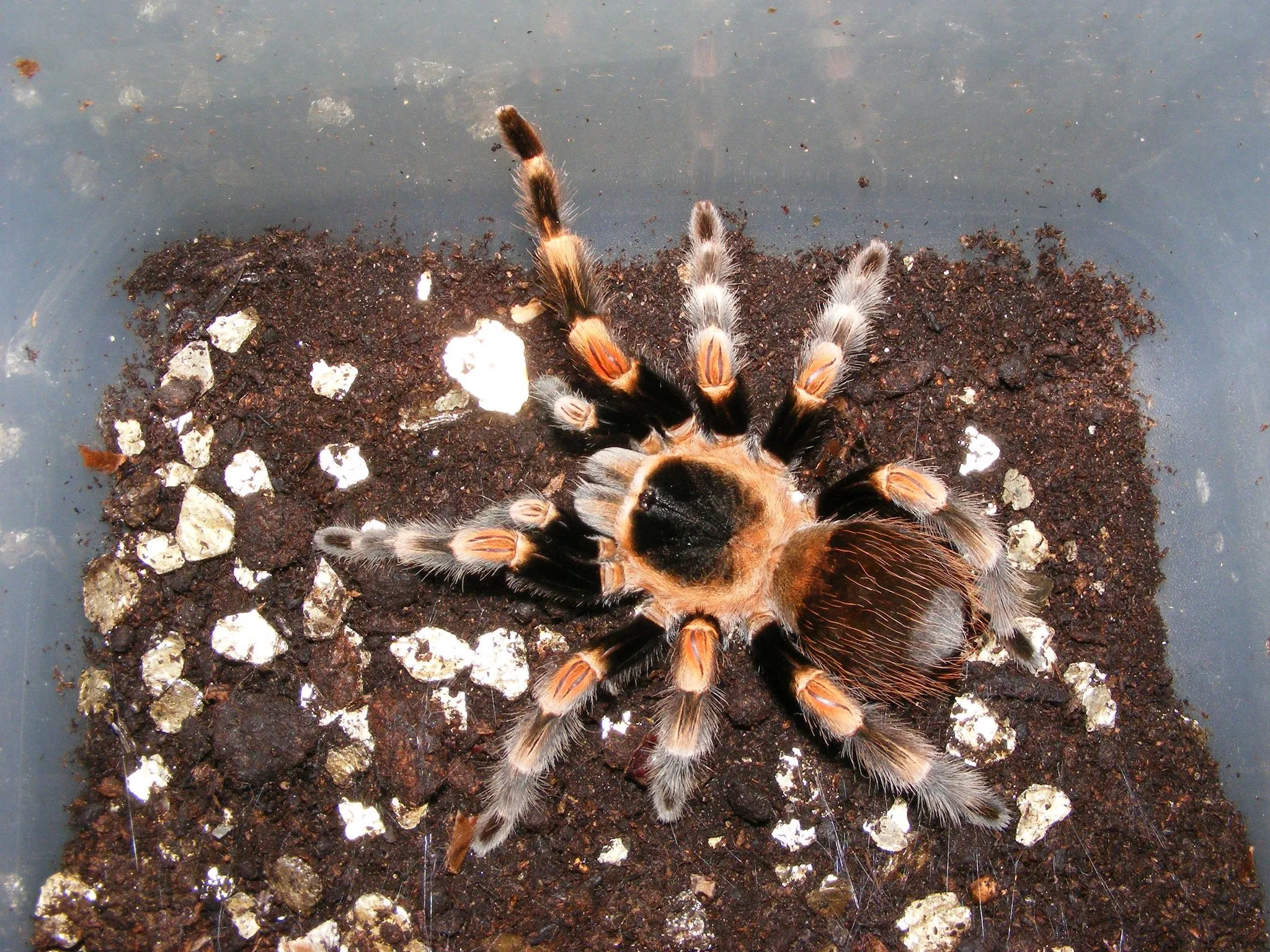 22850 redknee tarantula size
