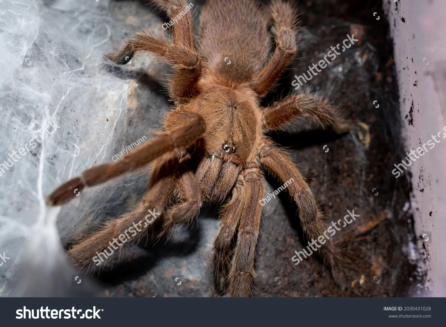 /img/22851-asian-tarantula-conservation.webp