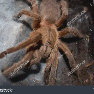/img/22851-asian-tarantula-conservation.webp