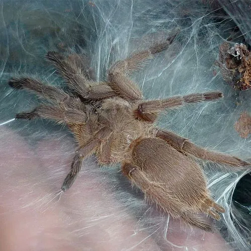 22851 asian tarantula habitat