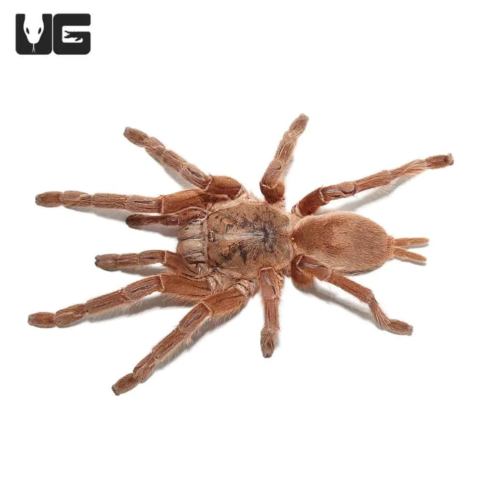 22851 asian tarantula pet