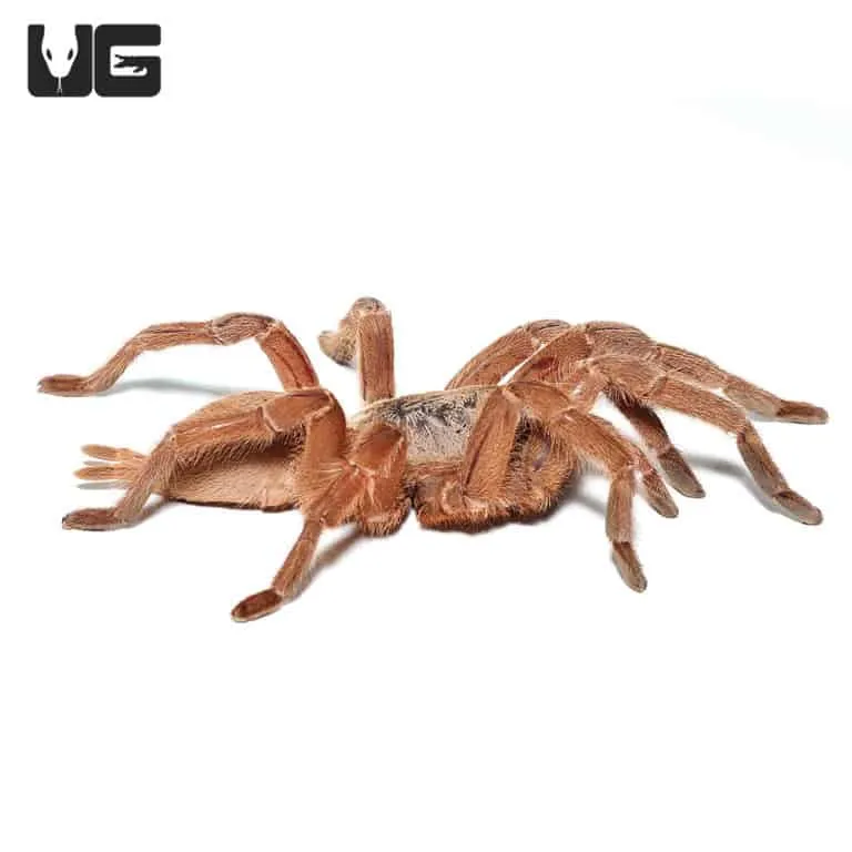 22851 asian tarantula species