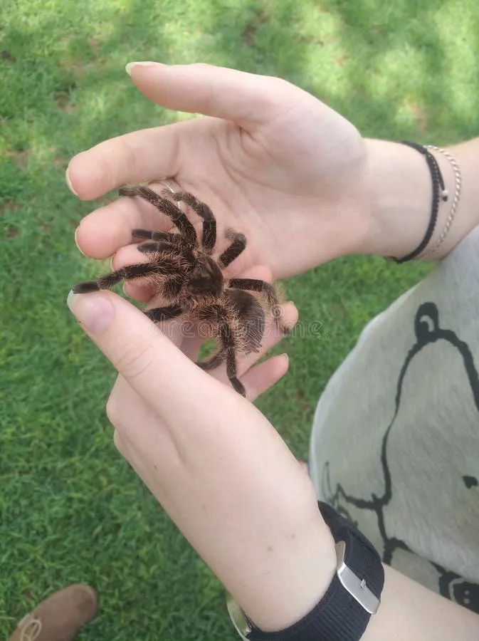 /img/22852-tarantula-expert.webp