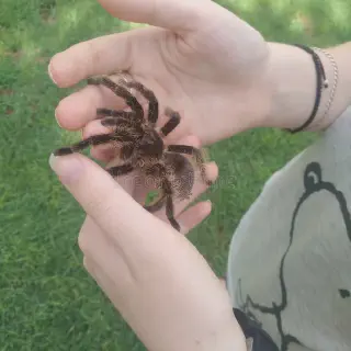 /img/22852-tarantula-expert.webp