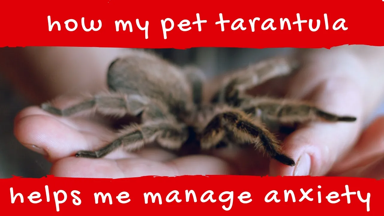 22852 tarantula hiding