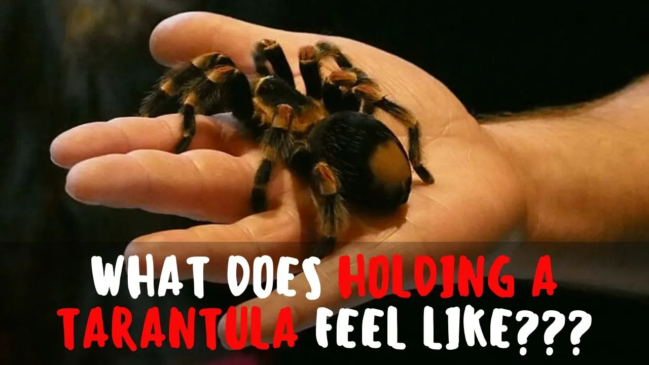 22852 tarantula molting