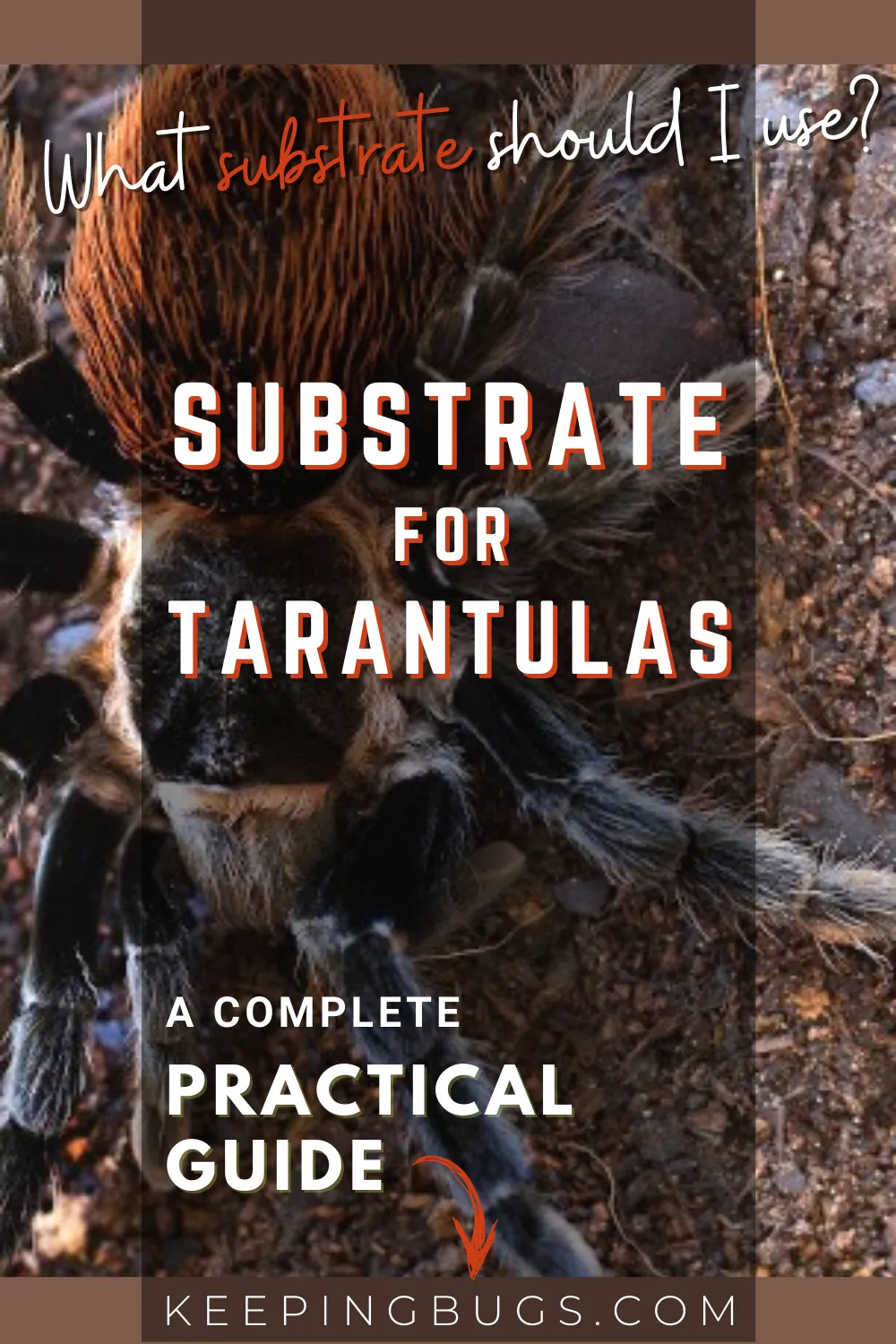 22854 tarantula substrate cleaning