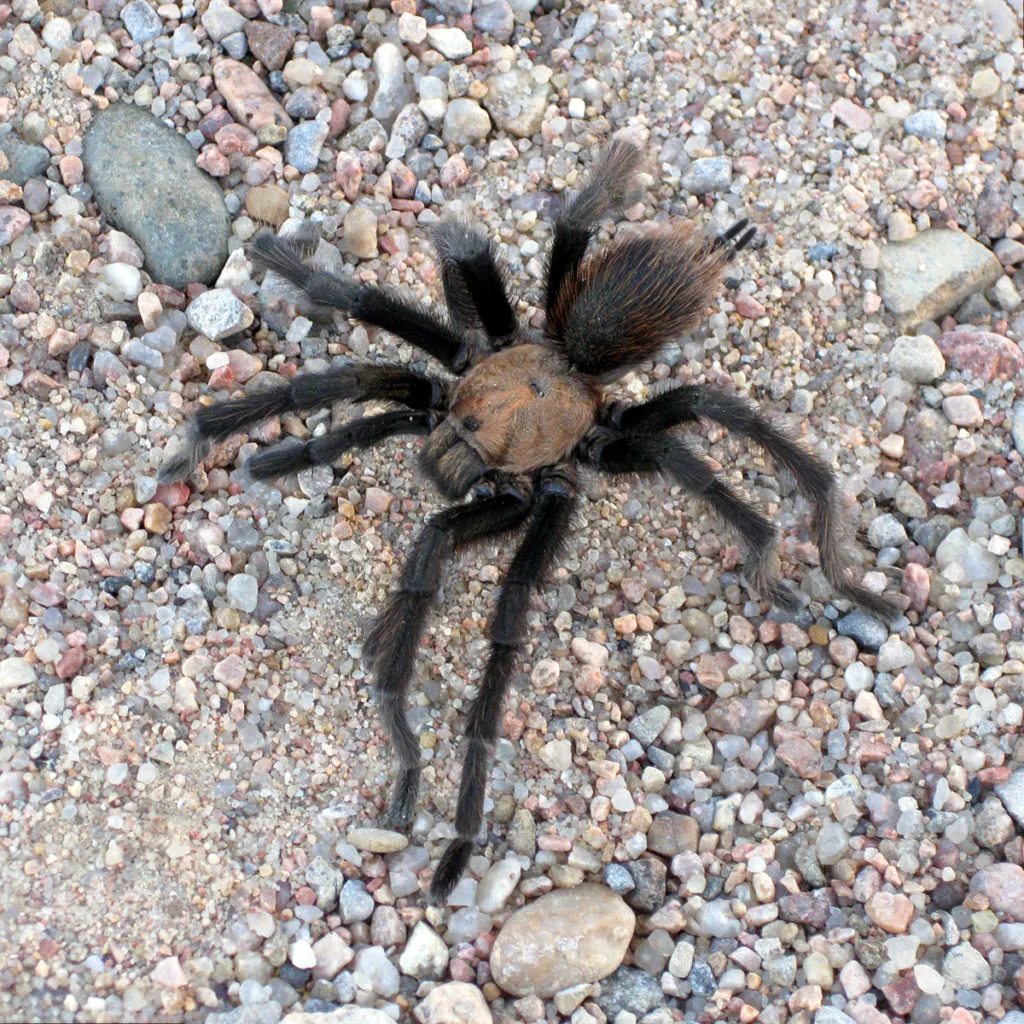 22855 texas blue tarantula behavior