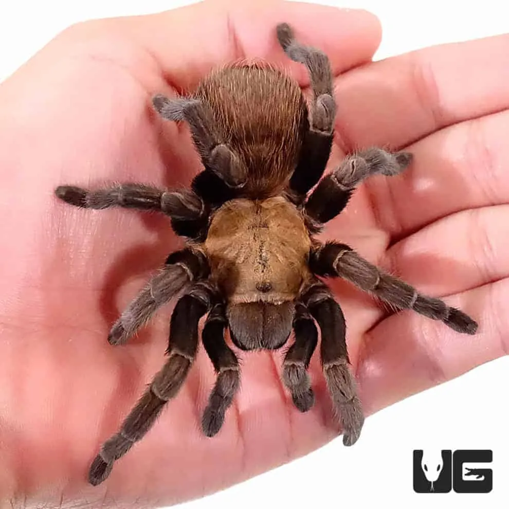 22855 texas blue tarantula conservation