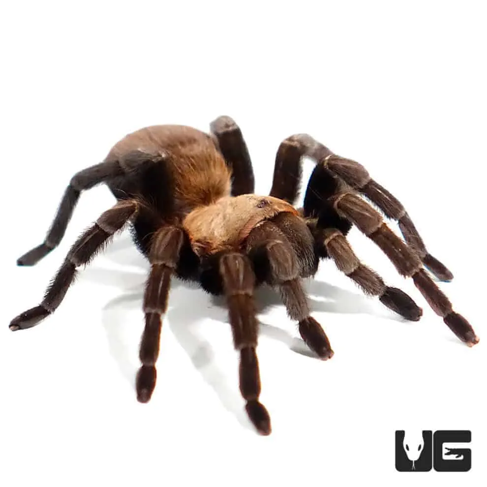 22855 texas blue tarantula lifespan