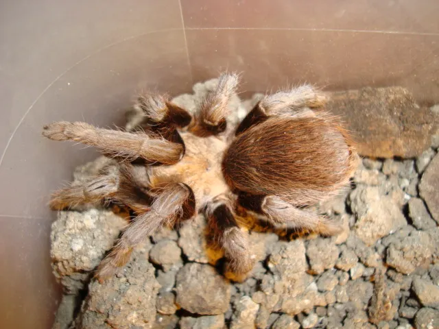 /img/22855-texas-blue-tarantula-texas-map.webp