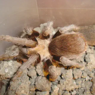 /img/22855-texas-blue-tarantula-texas-map.webp