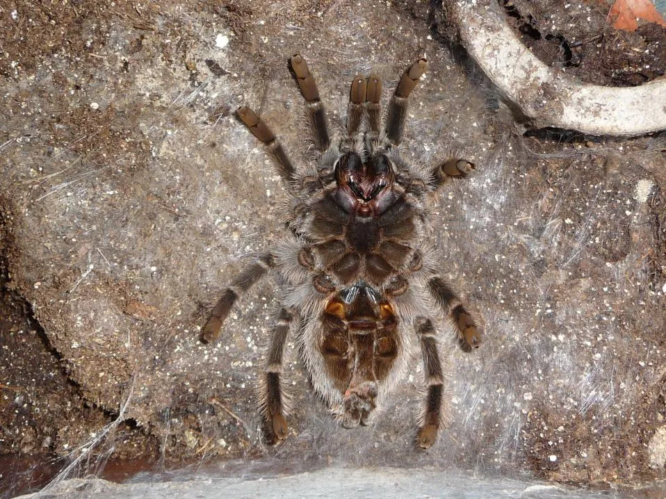 22856 testia tarantula healthy