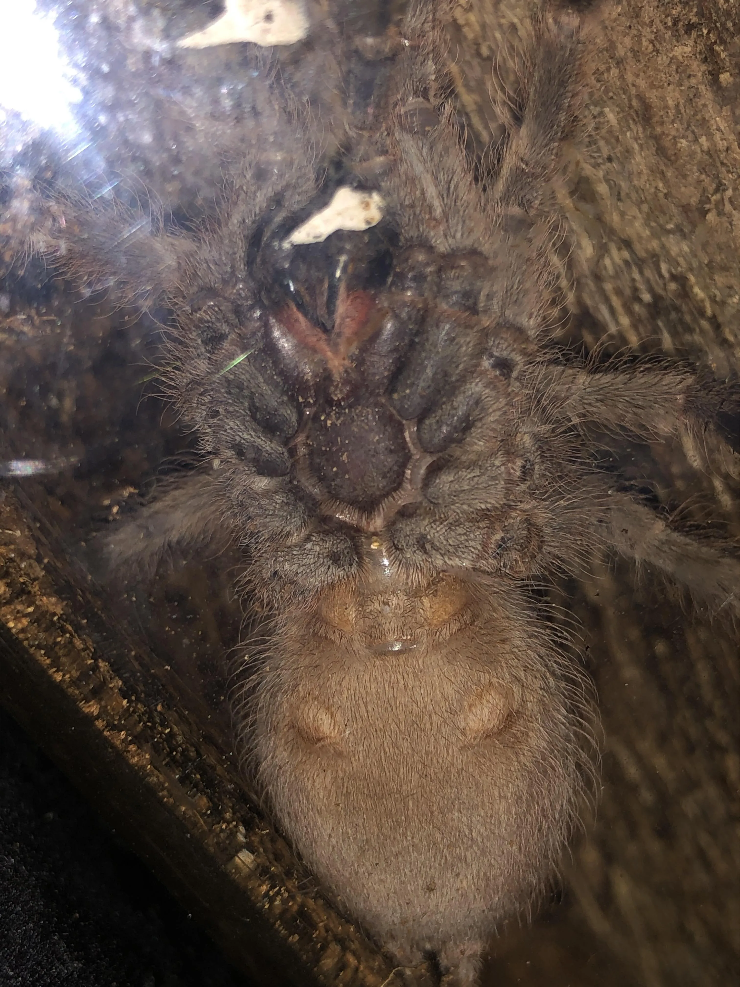 22859 tarantula habitat