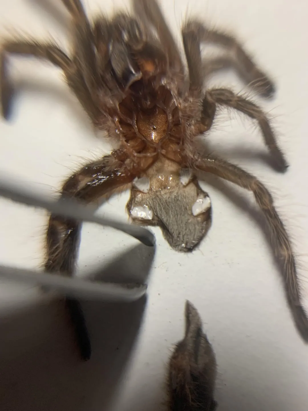 22859 tarantula handling