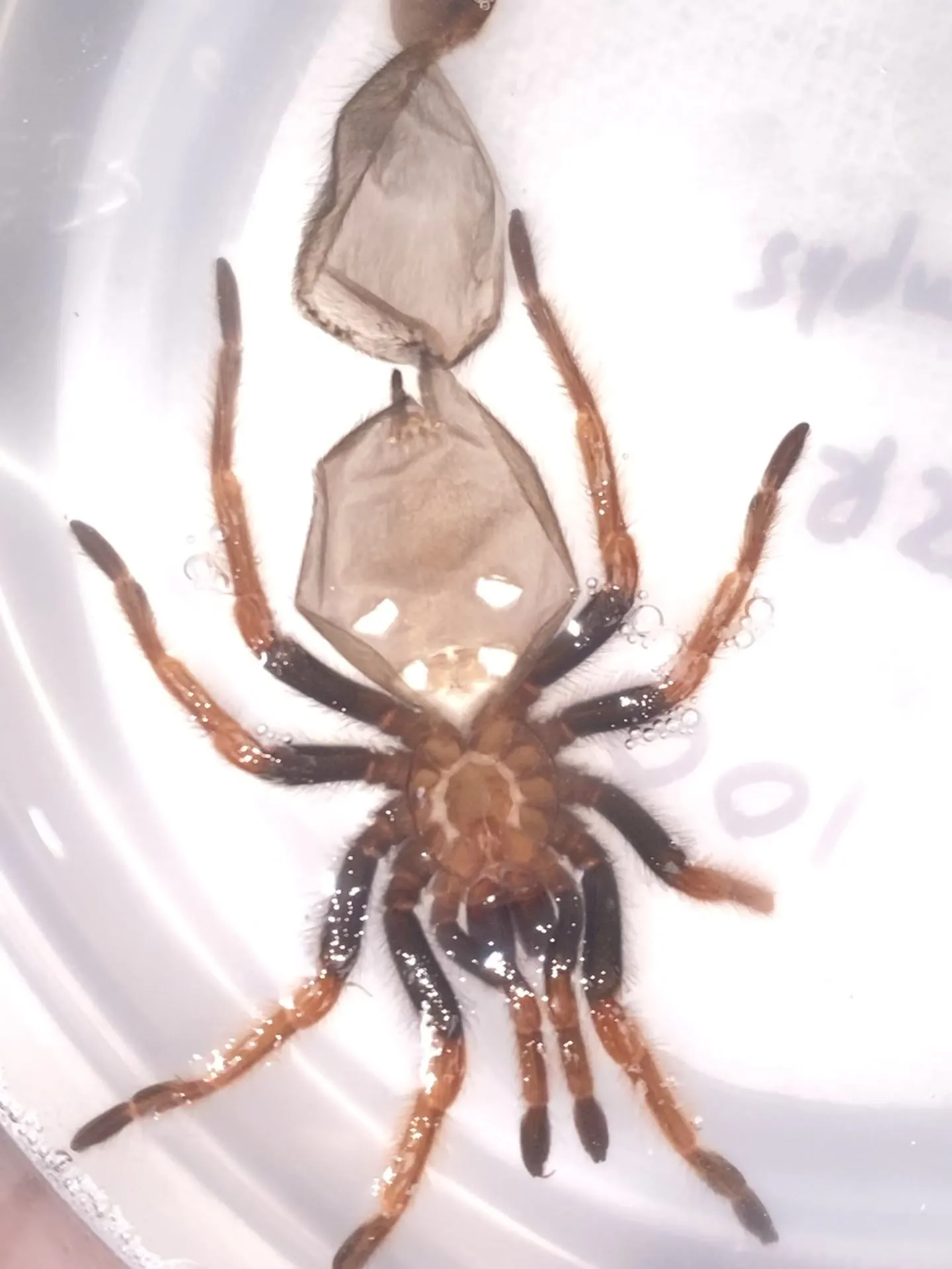 22859 tarantula spermathecae