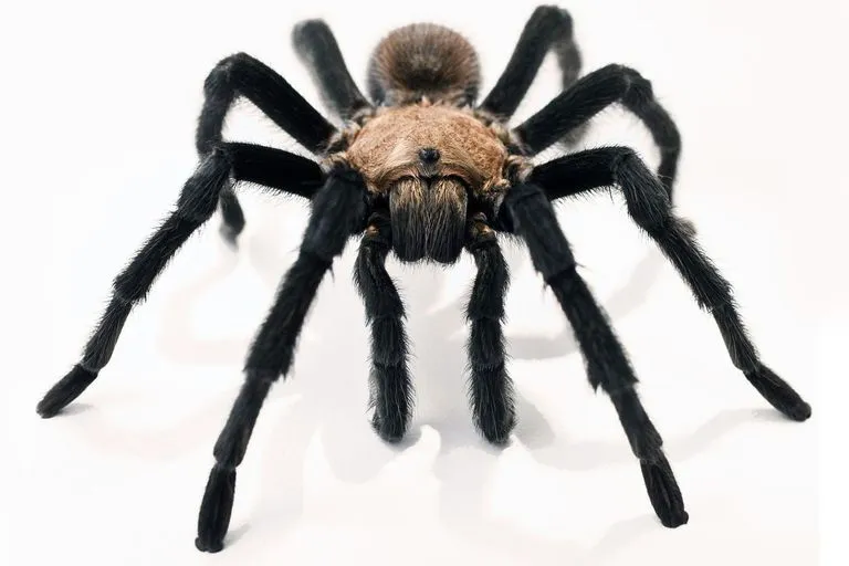 22861 arachnid structure