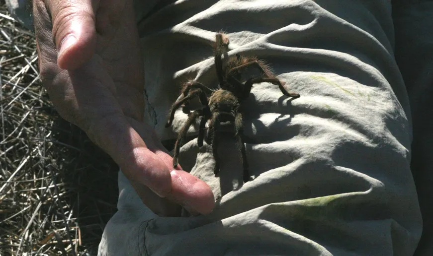 22861 tarantula legs movement