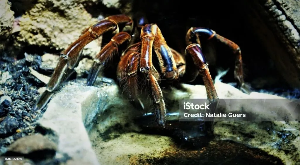 22861 tarantula mating