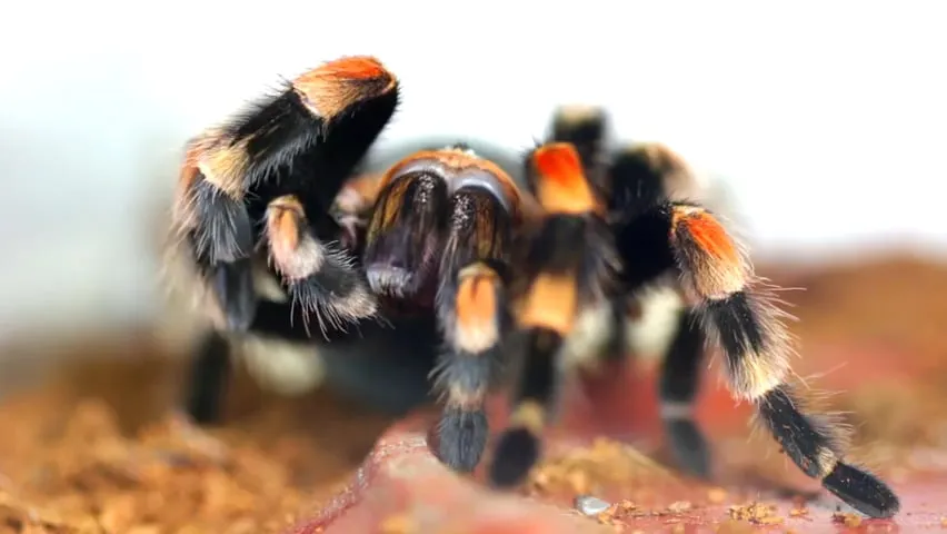22861 tarantula molting