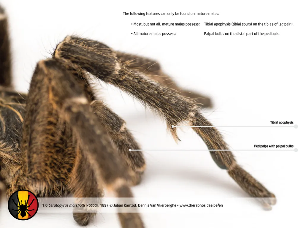22861 tarantula prey
