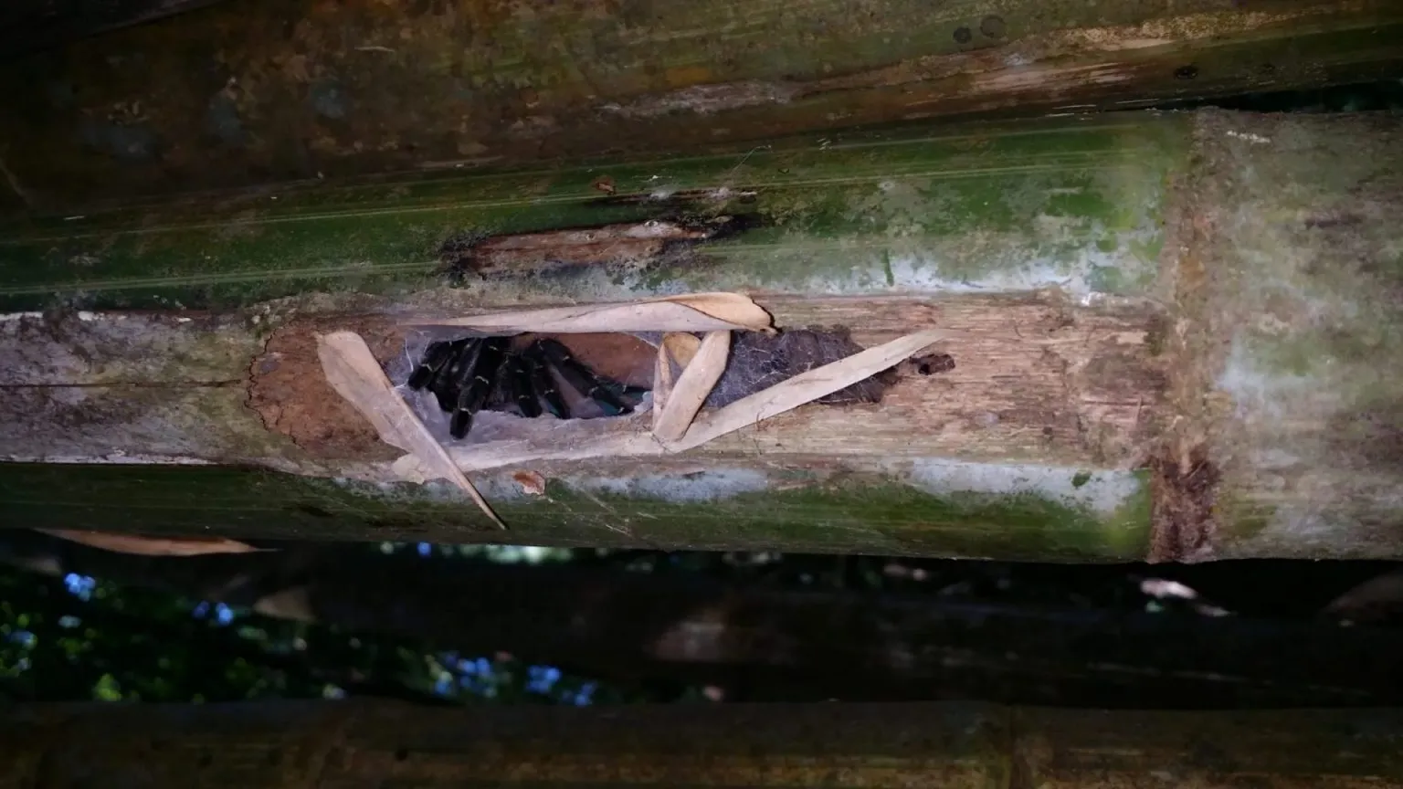 22865 tarantula diet