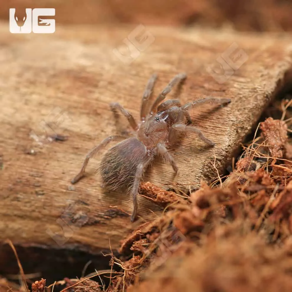22866 mexican rose grey tarantula size 5