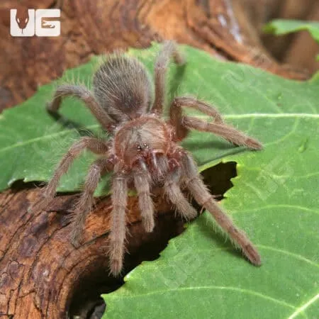 /img/22866-mexican-rose-grey-tarantula-size-7.webp