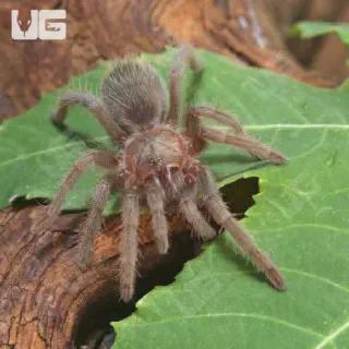/img/22866-mexican-rose-grey-tarantula-size-7.webp