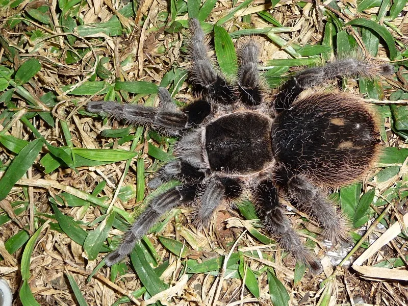 22867 beginner tarantula choosing