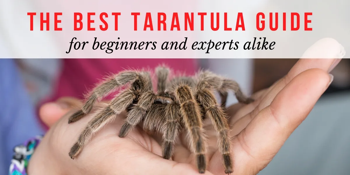 22867 beginner tarantula enclosure