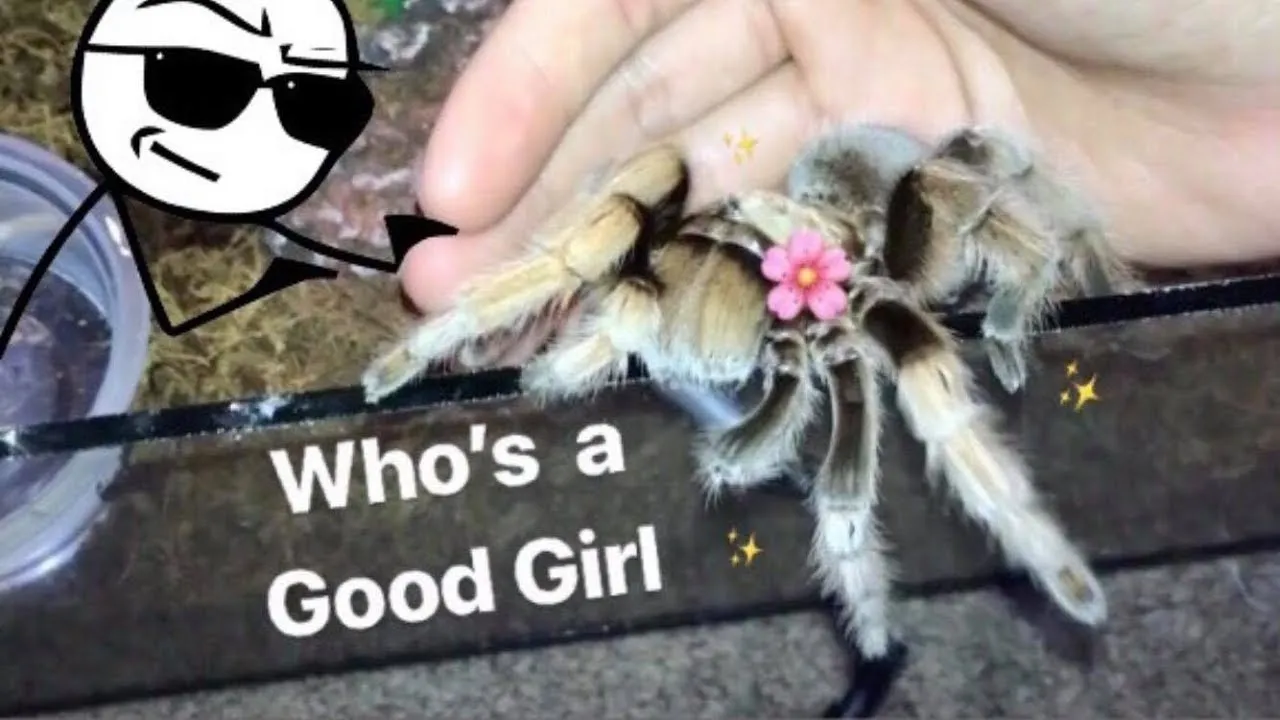 22867 beginner tarantula feeding