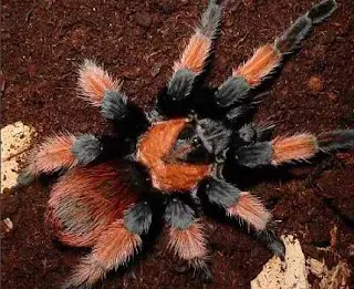 /img/22867-beginner-tarantula-health.webp