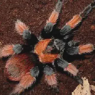 /img/22867-beginner-tarantula-health.webp