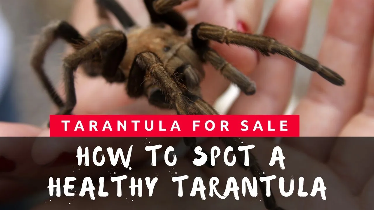 22872 tarantula feeding