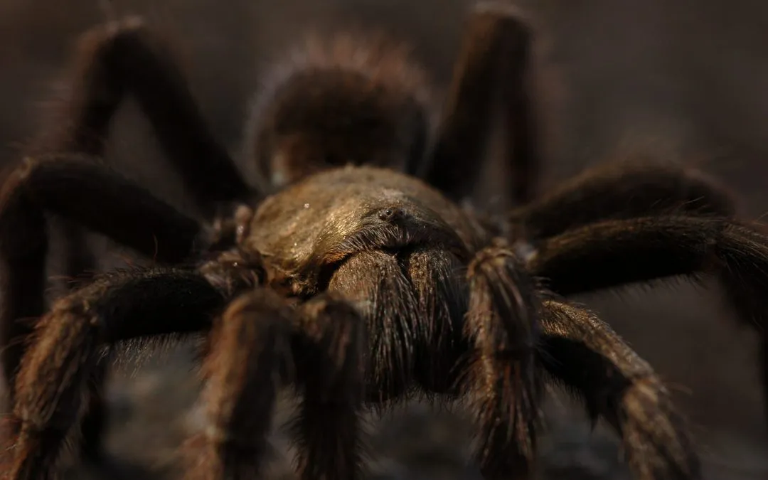 22872 tarantula substrate