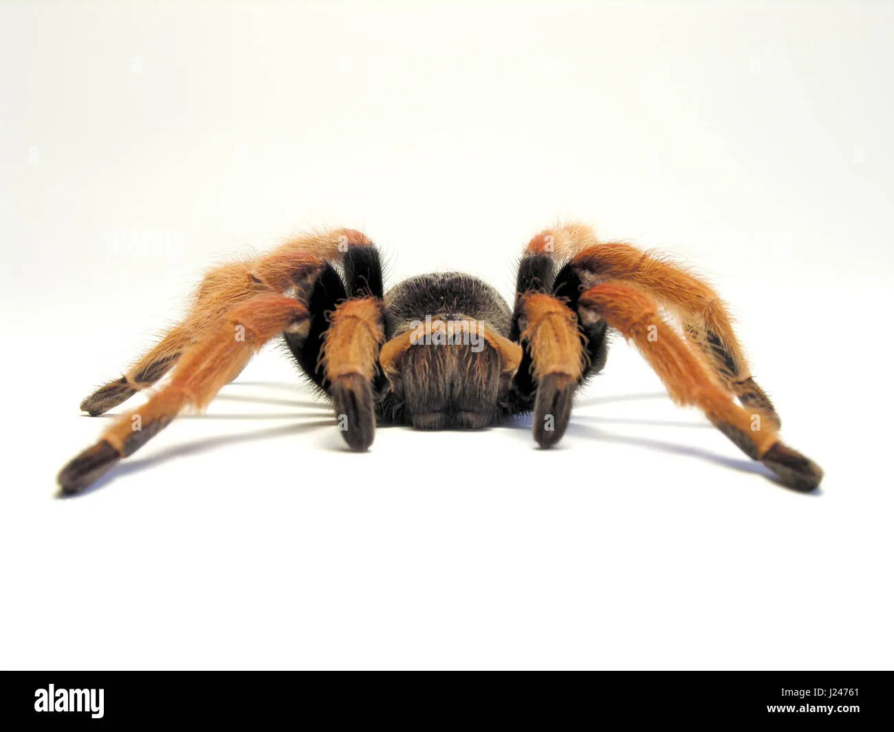 /img/22873-tarantula-habitat.webp
