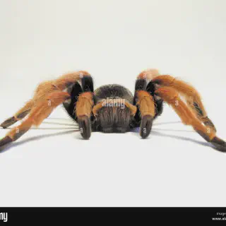 /img/22873-tarantula-habitat.webp