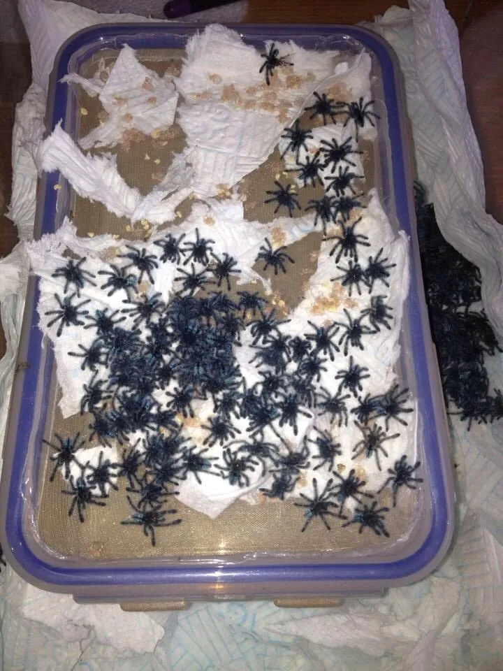 22874 tarantula enclosure setup