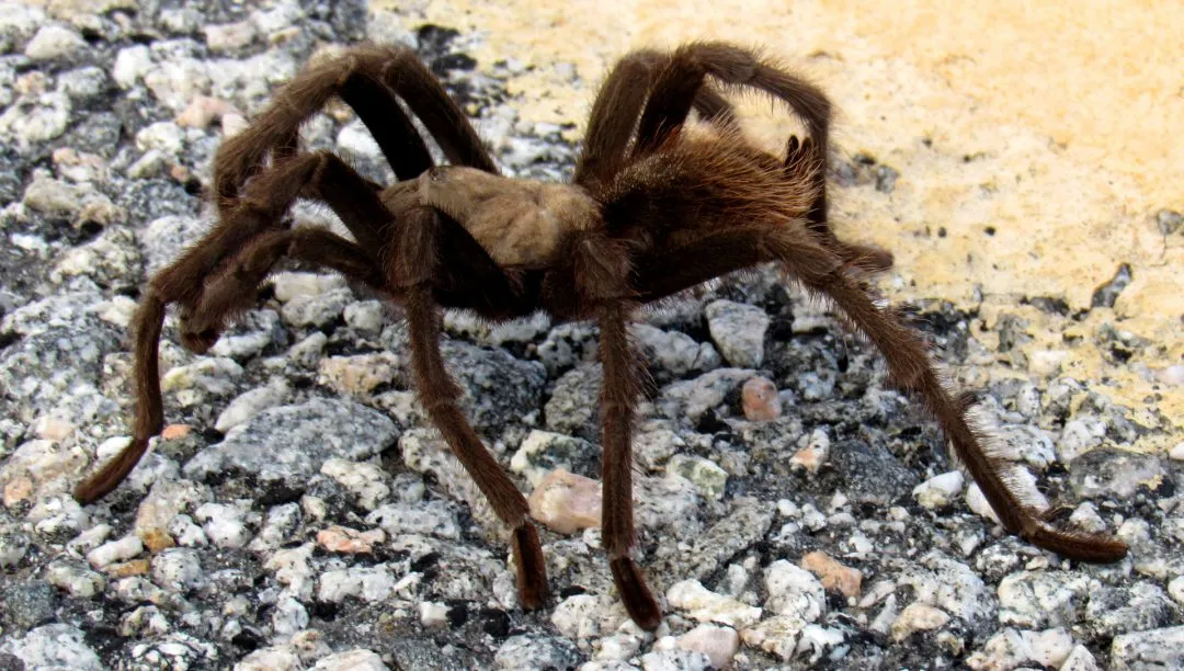 /img/22874-tarantula-health-check.webp