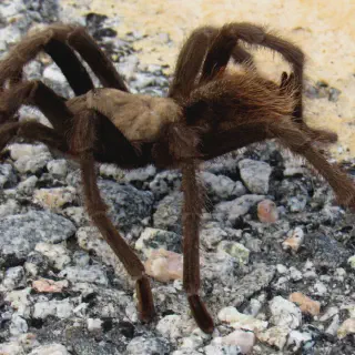 /img/22874-tarantula-health-check.webp