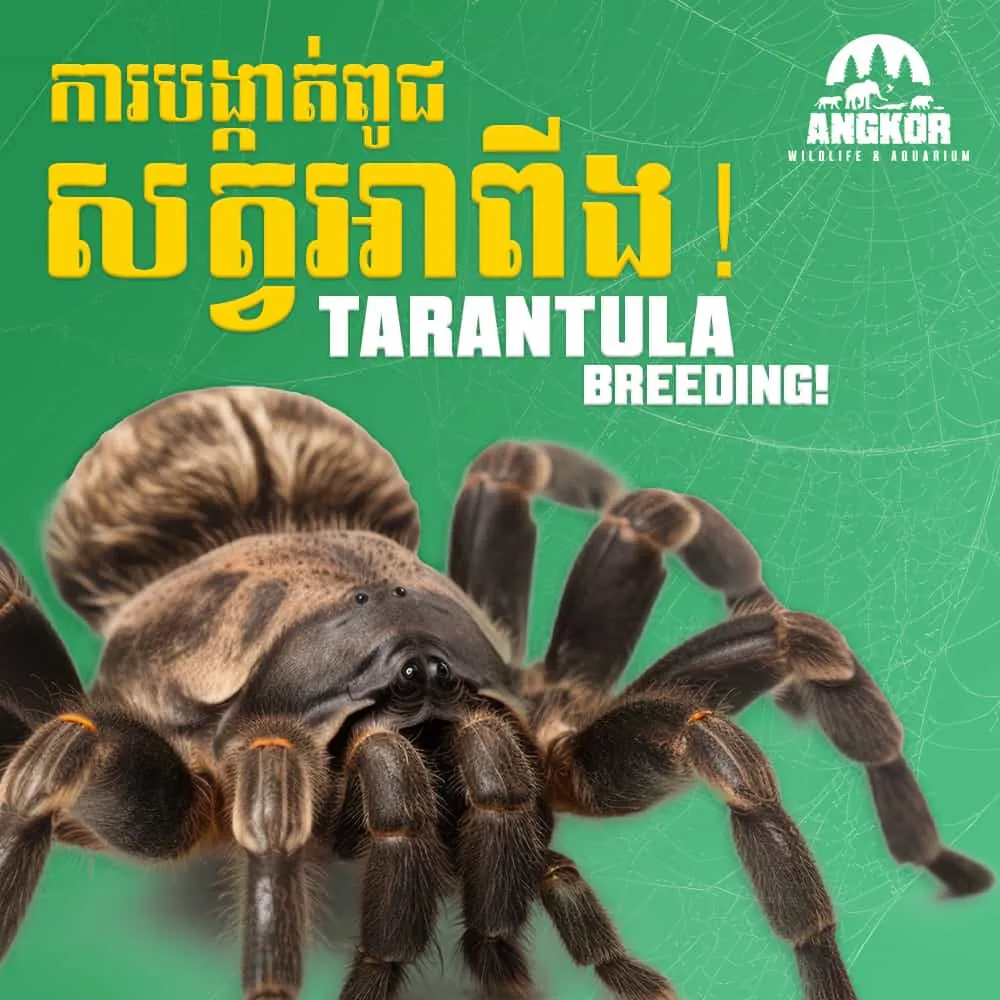 22874 tarantula species selection