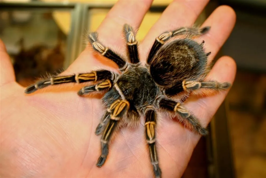 22874 tarantula substrate